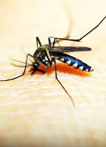 mosquito, mosquito color, female mosquito, mosquito facts, mosquito species, mosquito fact
