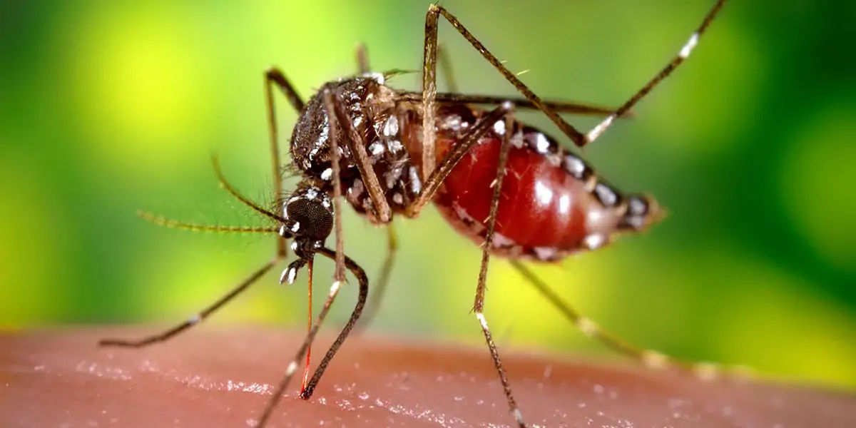 mosquito, mosquito color, female mosquito, mosquito facts, mosquito species, mosquito fact