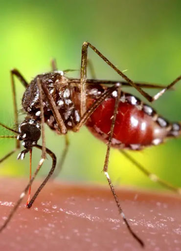 mosquito, mosquito color, female mosquito, mosquito facts, mosquito species, mosquito fact