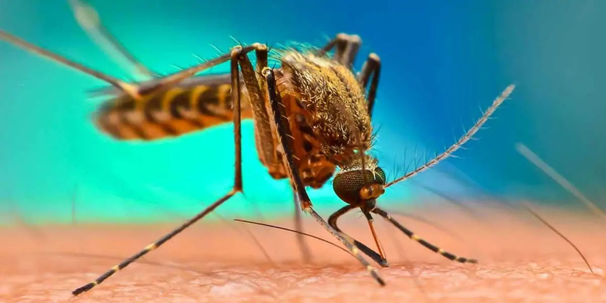 mosquito, mosquito color, female mosquito, mosquito facts, mosquito species, mosquito fact