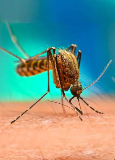 mosquito, mosquito color, female mosquito, mosquito facts, mosquito species, mosquito fact