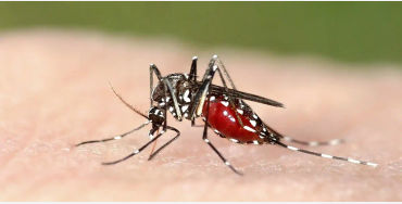 mosquito, mosquito color, female mosquito, mosquito facts, mosquito species, mosquito fact