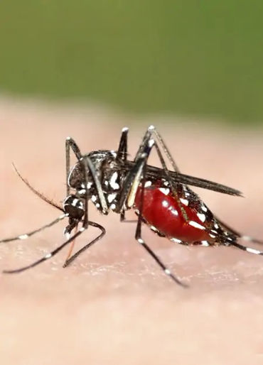 mosquito, mosquito color, female mosquito, mosquito facts, mosquito species, mosquito fact