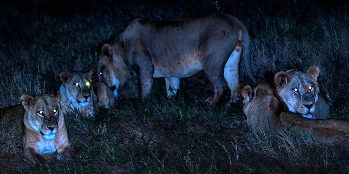 lion facts, lions, lion fact, lion hunting, lion hunt