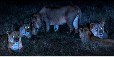 lion facts, lions, lion fact, lion hunting, lion hunt