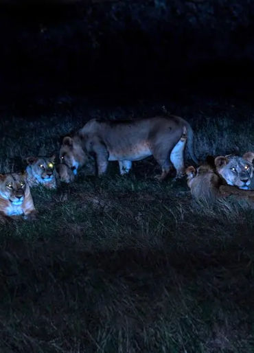 lion facts, lions, lion fact, lion hunting, lion hunt