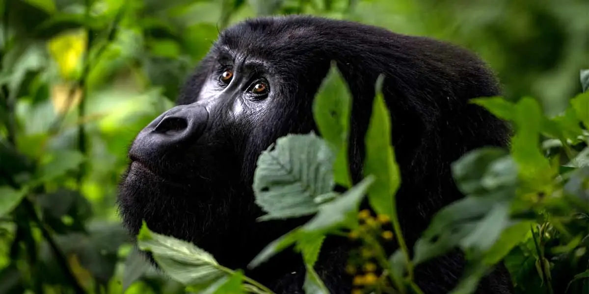 gorilla facts, gorilla fact, gorilla, gentle giants, mountain gorilla facts, mountain gorilla 