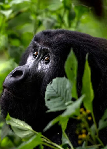 gorilla facts, gorilla fact, gorilla, gentle giants, mountain gorilla facts, mountain gorilla 