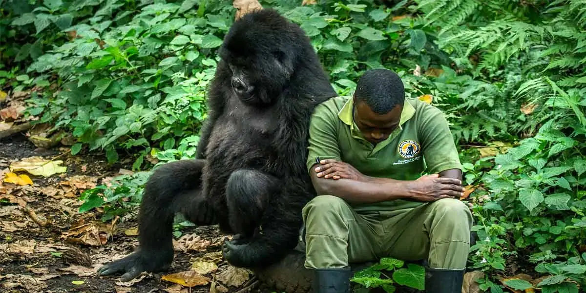 gorilla facts, gorilla fact, gorilla, gentle giants, mountain gorilla facts, mountain gorilla , gori