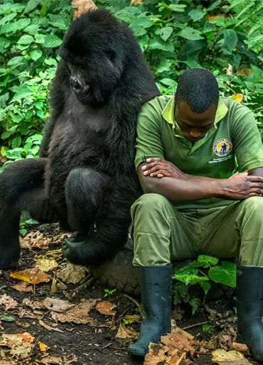 gorilla facts, gorilla fact, gorilla, gentle giants, mountain gorilla facts, mountain gorilla , gori