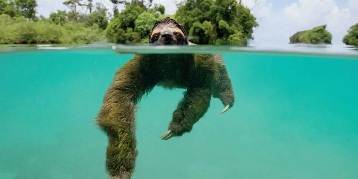 sloth, sloth facts, sloth swimming, sloth in water, sloth fact, 