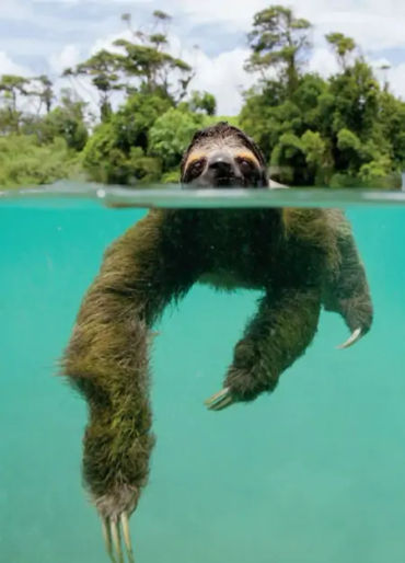 sloth, sloth facts, sloth swimming, sloth in water, sloth fact, 
