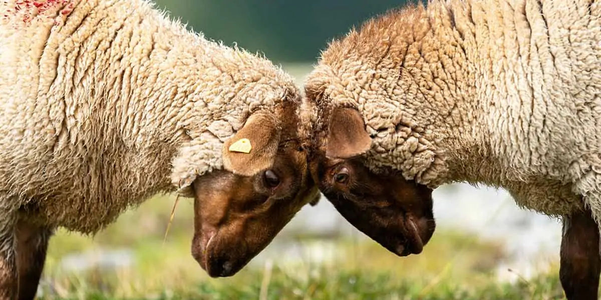sheep facts, sheep fights, sheep leader, sheep fact