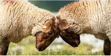 sheep facts, sheep fights, sheep leader, sheep fact