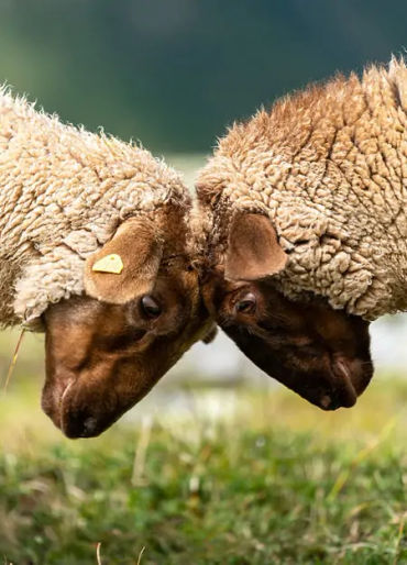 sheep facts, sheep fights, sheep leader, sheep fact