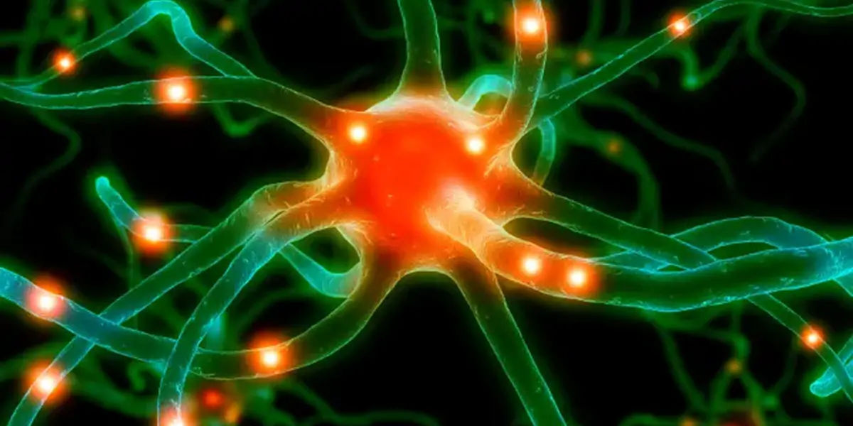 Nerve Cells, love nerve cells, nerve cells facts, nerve cell regeneration