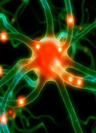 Nerve Cells, love nerve cells, nerve cells facts, nerve cell regeneration 
