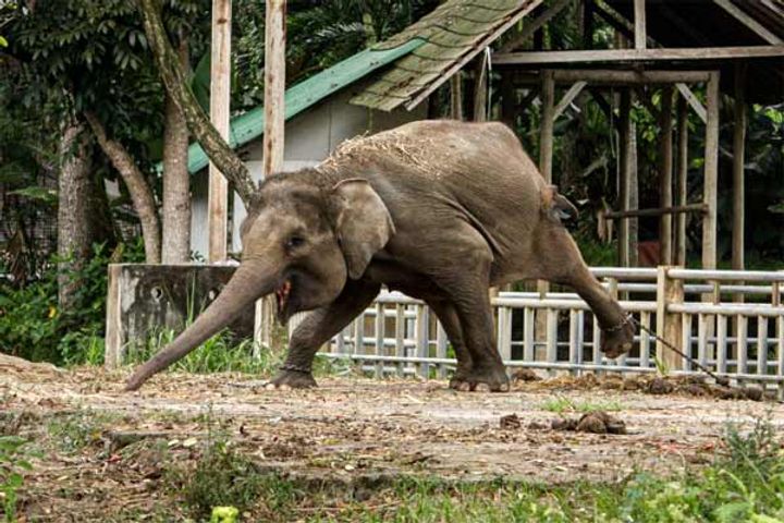 Elephants starving at Bali Elephant Camp