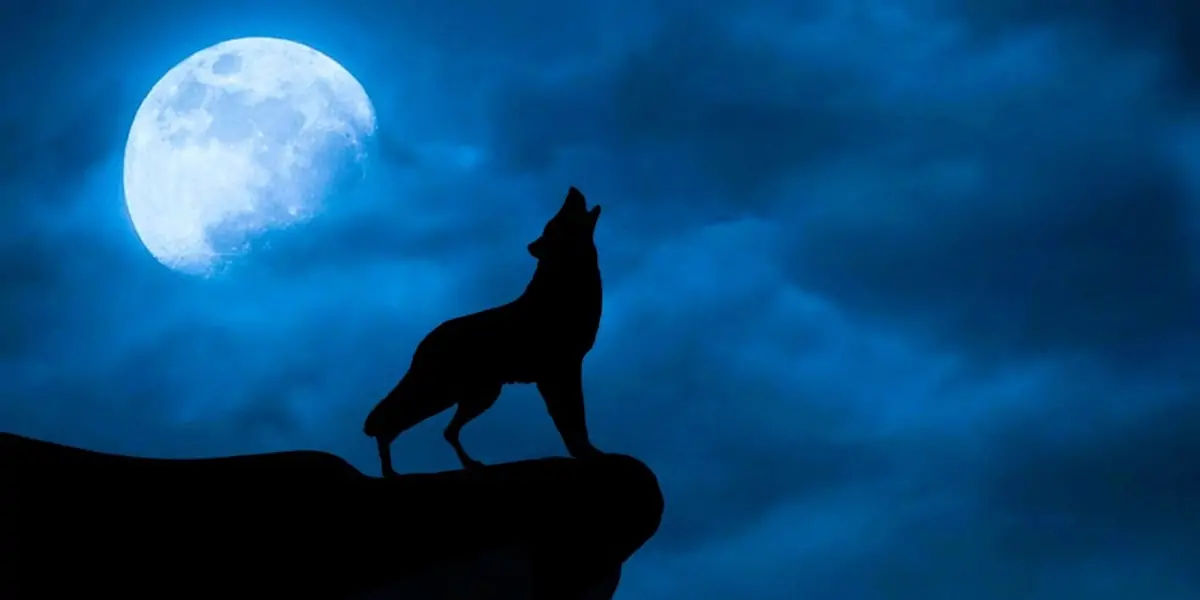 wolf howl, moon and wolf,