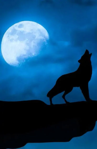 wolf howl, moon and wolf, 