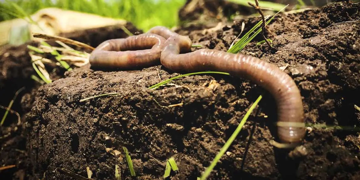 earthworm, earthworm facts, earthworms age, earthworm age