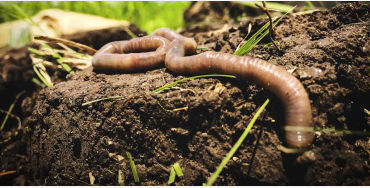 earthworm, earthworm facts, earthworms age, earthworm age