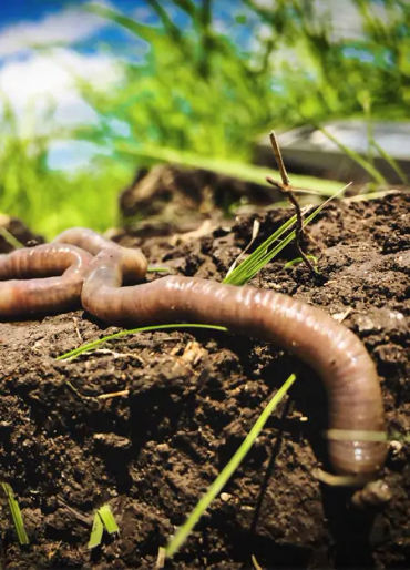 earthworm, earthworm facts, earthworms age, earthworm age
