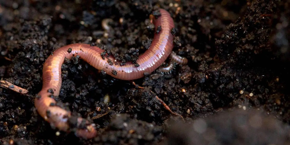 earthworm, earthworm facts, earthworms age, earthworm age