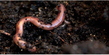earthworm, earthworm facts, earthworms age, earthworm age