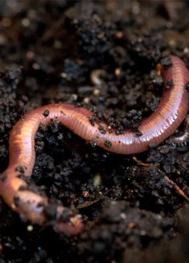 earthworm, earthworm facts, earthworms age, earthworm age