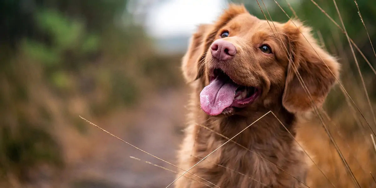 dogs, dogs facts, dog vision, dogs vision, dog vision facts, dog fun facts, fun facts about dogs