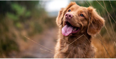 dogs, dogs facts, dog vision, dogs vision, dog vision facts, dog fun facts, fun facts about dogs
