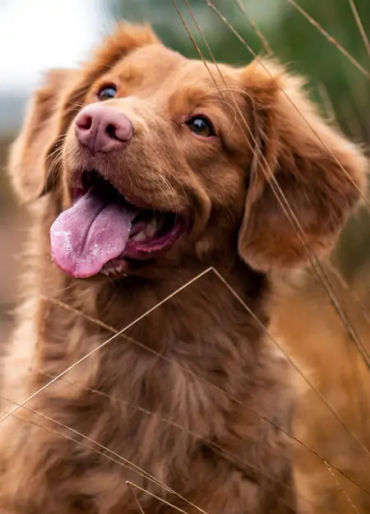 dogs, dogs facts, dog vision, dogs vision, dog vision facts, dog fun facts, fun facts about dogs