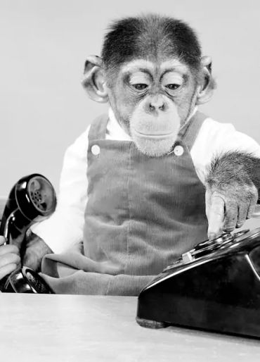 monkey, monkey facts, monkey experiment, child facts, child experiments 