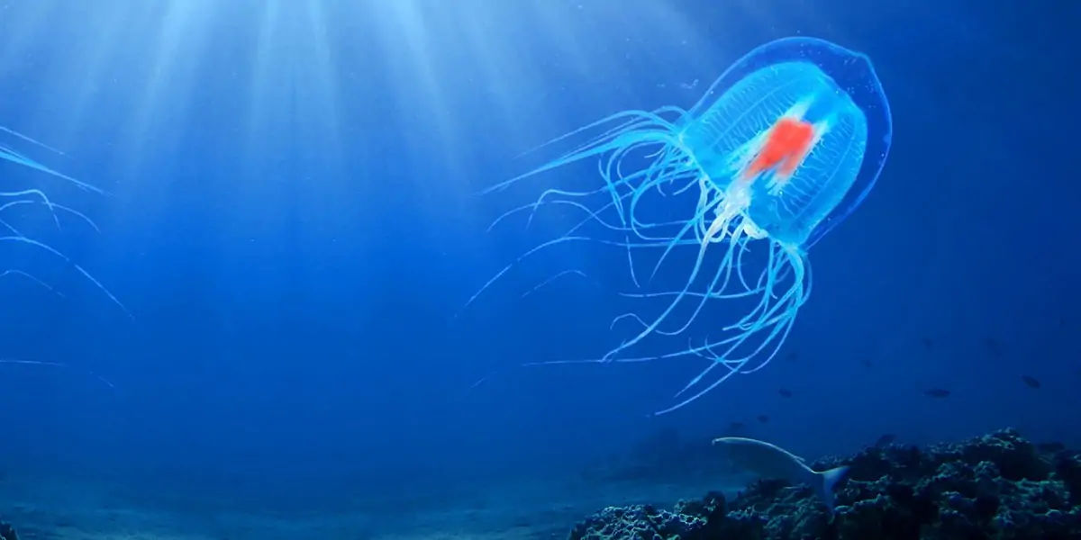 immortal jellyfish, immortality