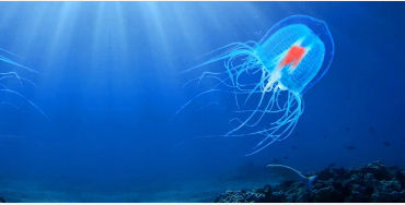 immortal jellyfish, immortality