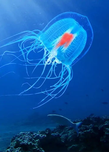 immortal jellyfish, immortality
