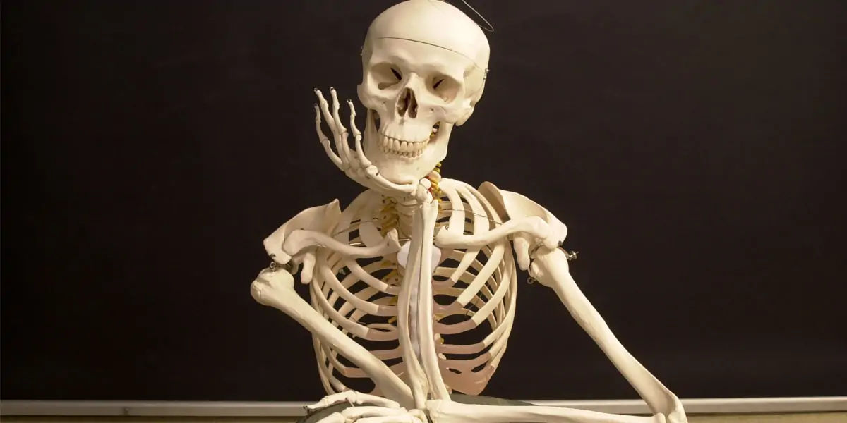 human body facts, human facts, skeleton facts, bone facts,