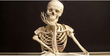 human body facts, human facts, skeleton facts, bone facts, 