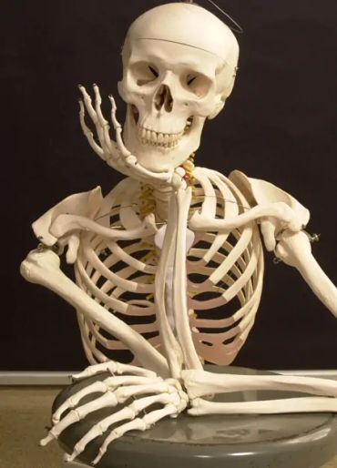 human body facts, human facts, skeleton facts, bone facts, 