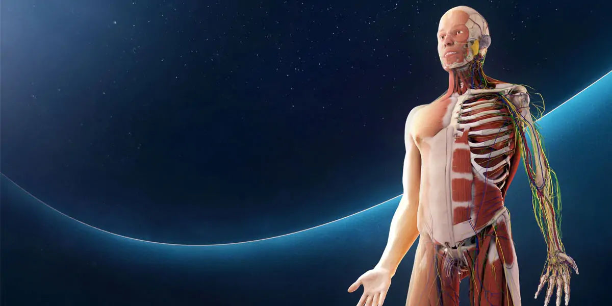 human body facts, human facts, skeleton facts, bone facts,
