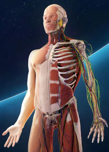 human body facts, human facts, skeleton facts, bone facts, 