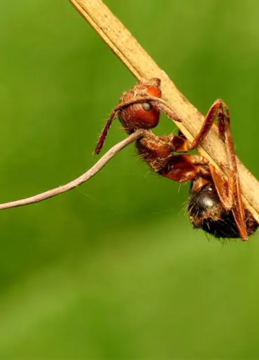 zombie, zombie apocalypse, zombie fungus, fungus facts, fungus zombie