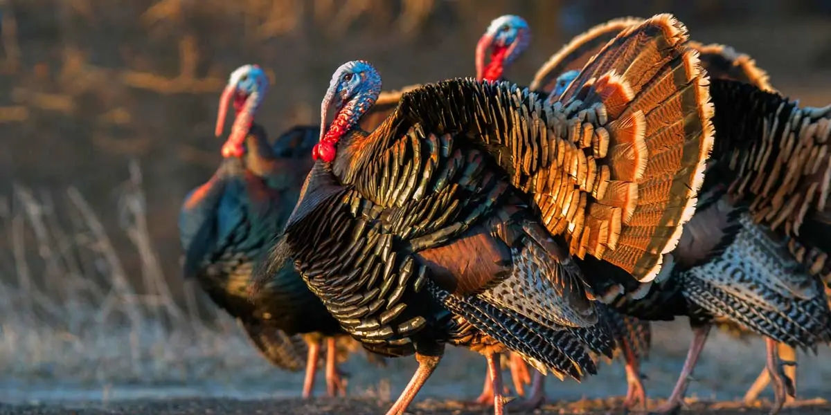 turkey, turkey facts, turkey fact, mayan facts, turkey recipe