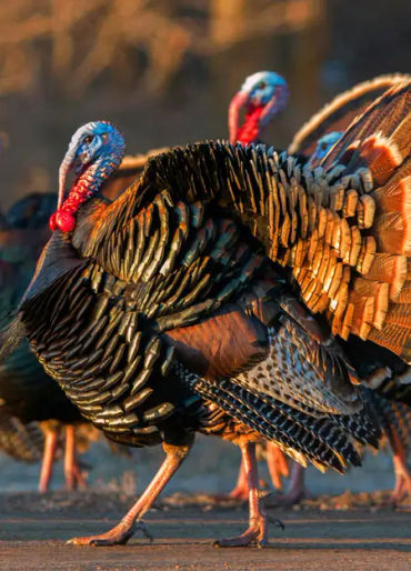 turkey, turkey facts, turkey fact, mayan facts, turkey recipe