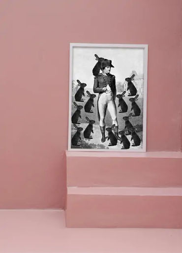 napolean, napolean facts, napolean fact, napolean bunnies, bunny facts, bunny fact