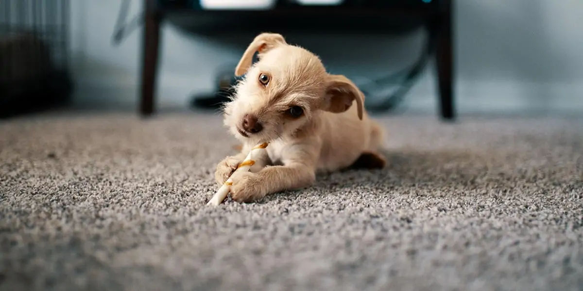 dogs, dogs facts, dog vision, dog fun facts, fun facts about dogs, dogs hearing, dogs facts