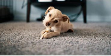 dogs, dogs facts, dog vision, dog fun facts, fun facts about dogs, dogs hearing, dogs facts