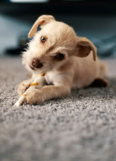 dogs, dogs facts, dog vision, dog fun facts, fun facts about dogs, dogs hearing, dogs facts