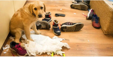 dogs, dogs facts, dog vision, dog fun facts, fun facts about dogs, dogs hearing, dogs facts